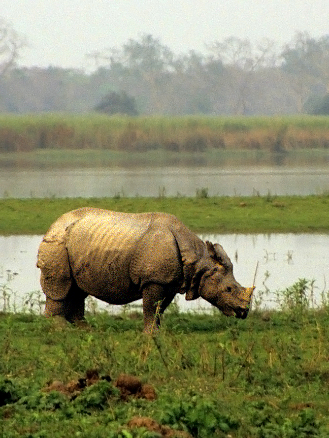 One horned Rhino - (Rhinoceros unicornis) - Kaziranga National Park